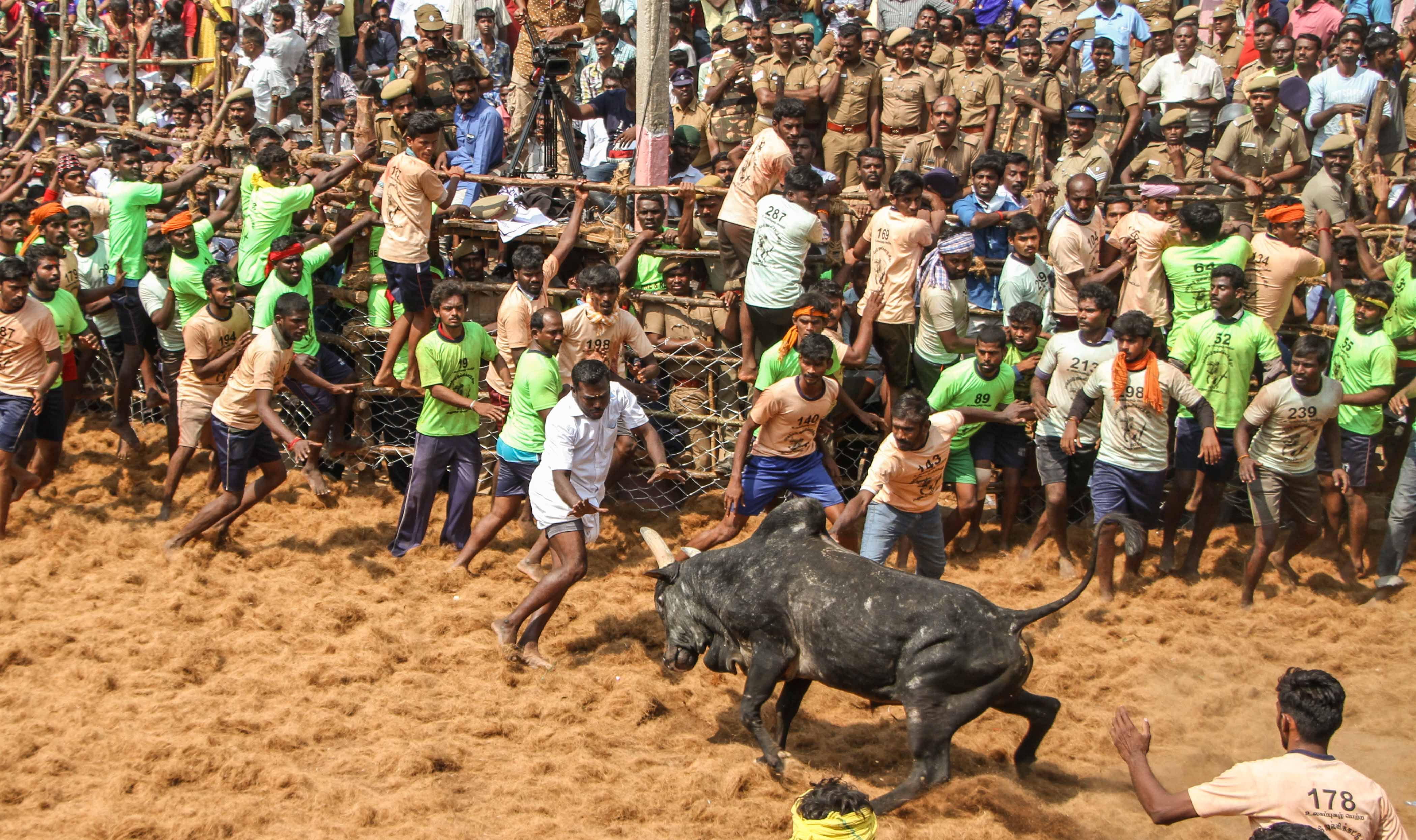 Jallikattu — Finding Closure from an Unborn Story